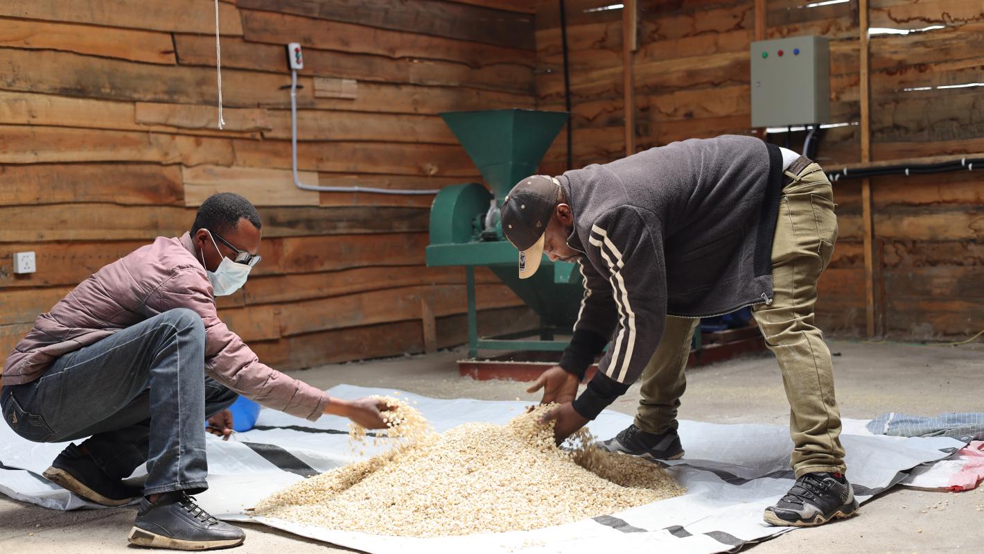 Un des volets les plus visibles du projet a été inauguré à Buhima, un village du groupement de Munigi : le premier moulin à grain communautaire.