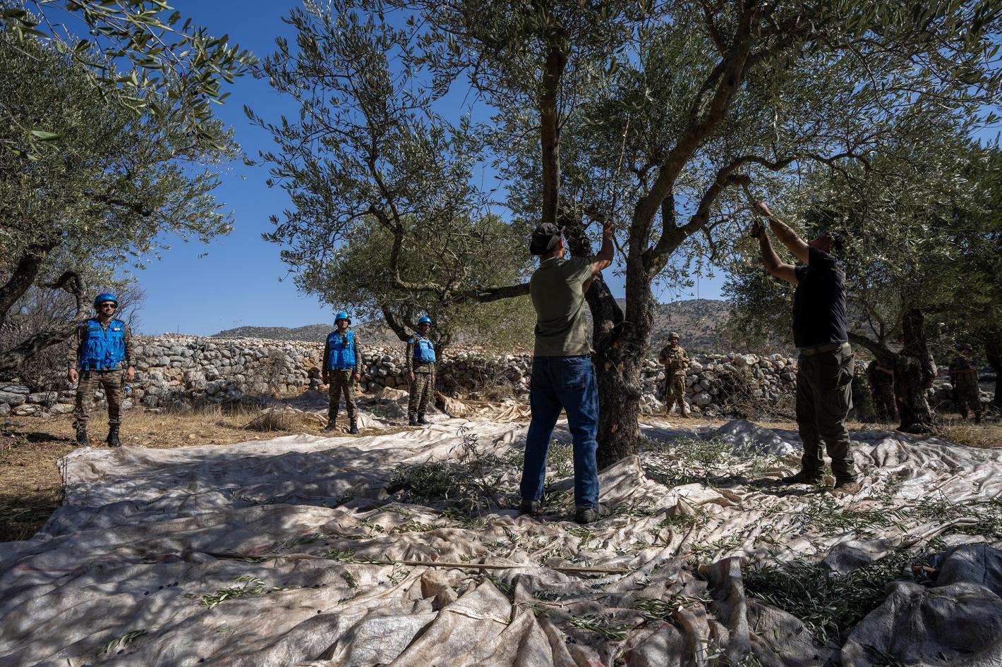 UNIFIL and LAF secure olive harvests near Blue Line