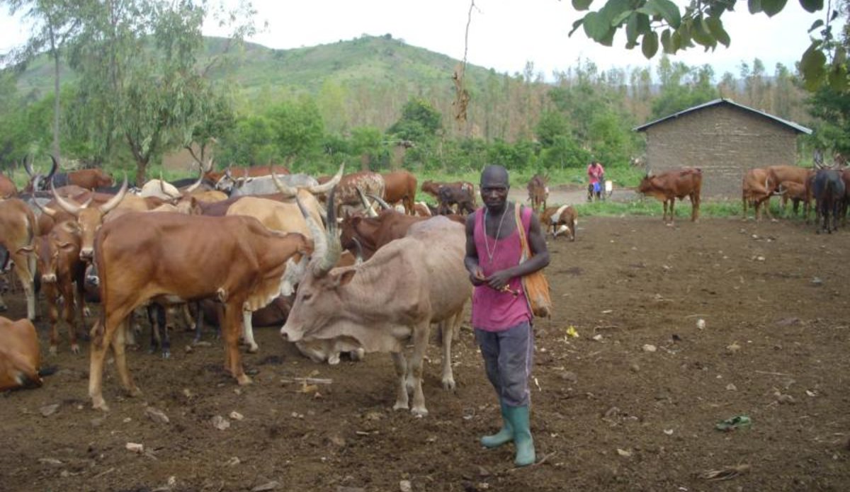 MONUSCO determined to put an end to transhumance-caused repeated and violent clashes in the South-Kivu province