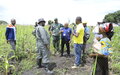 Ituri : 40 hectares de maïs pour renforcer la paix dans la région de Nyankunde