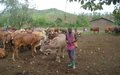 MONUSCO determined to put an end to transhumance-caused repeated and violent clashes in the South-Kivu province